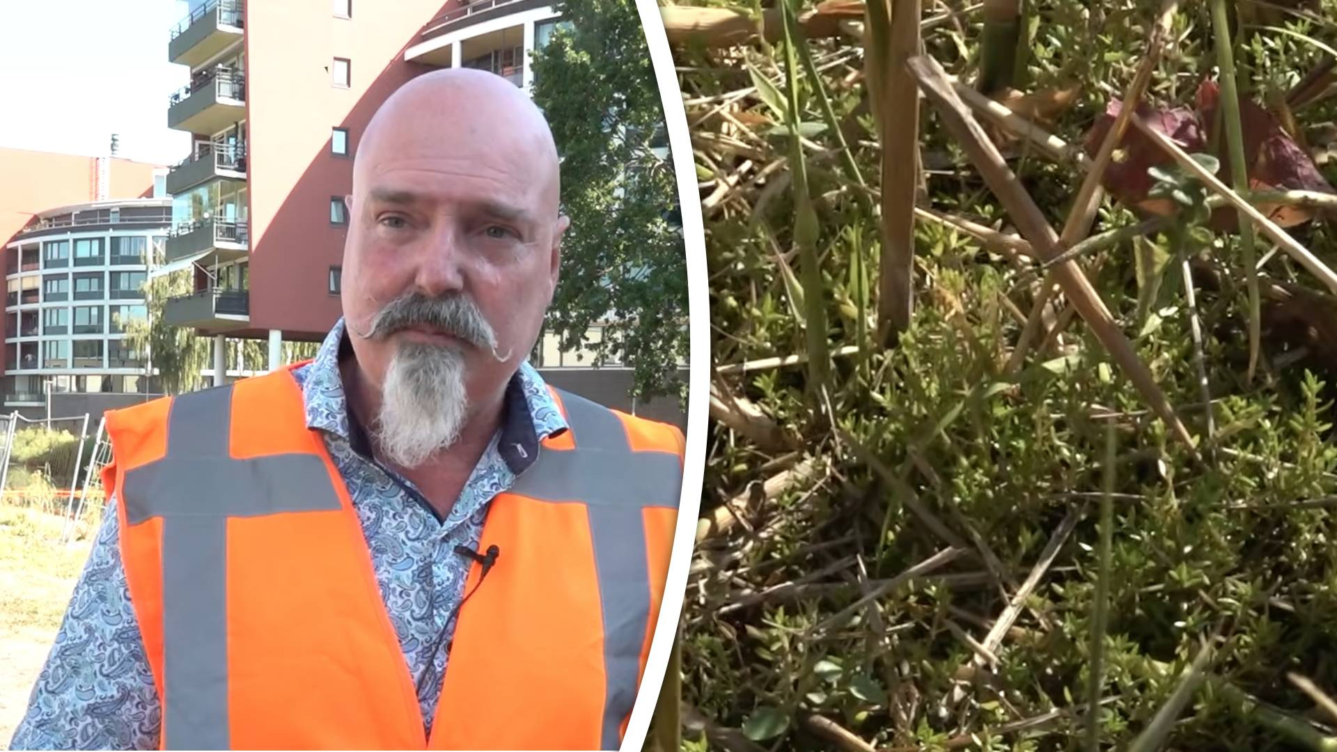 Woordvoerder Peter van Druten van Stadbeheer wil snel af van het kleine groene plantje.