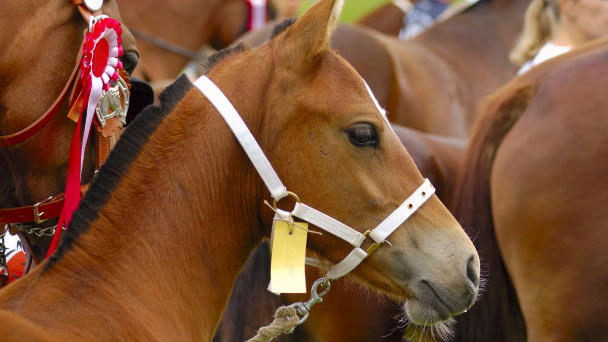 Jaarlijkse paardenmarkt Wijnandsrade afgelast