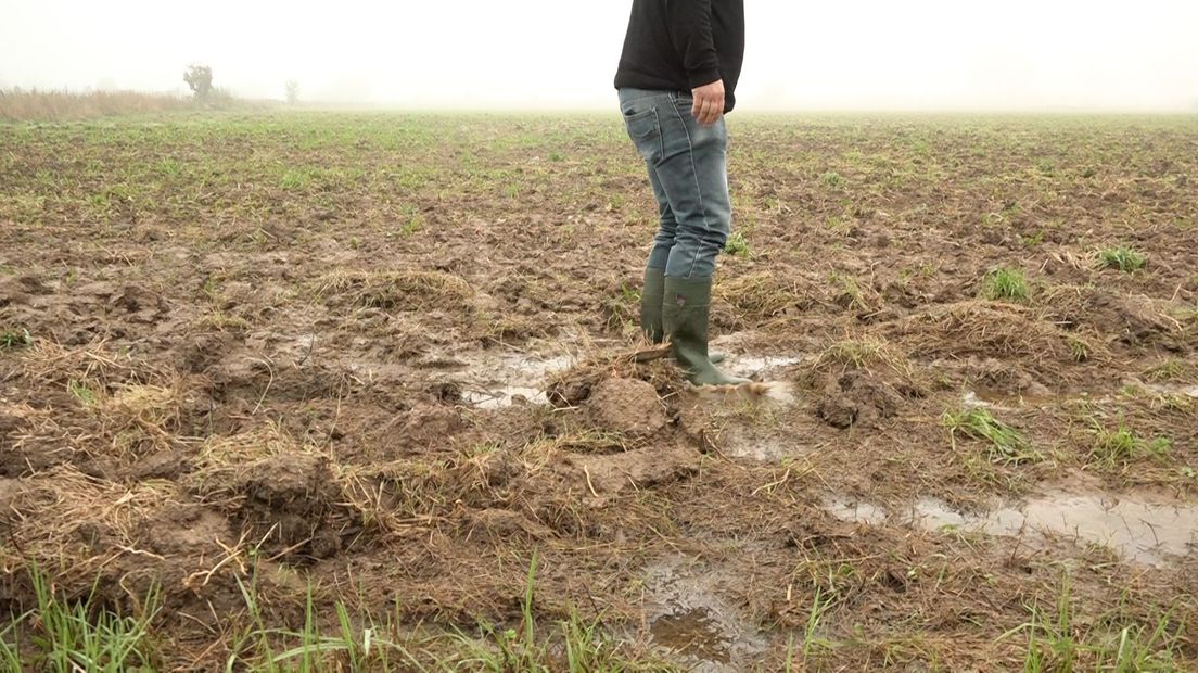 Graanoogst opnieuw gehinderd door extreem weer