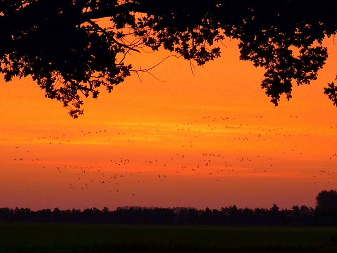 Vogeltrek bij zonsopkomst