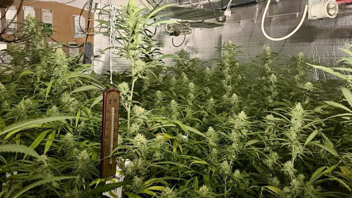 Politie ontdekt hennepkwekerij in woonwijk in Venray