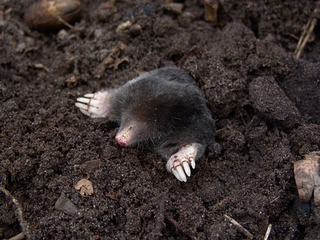 De mol graaft zijn weg.