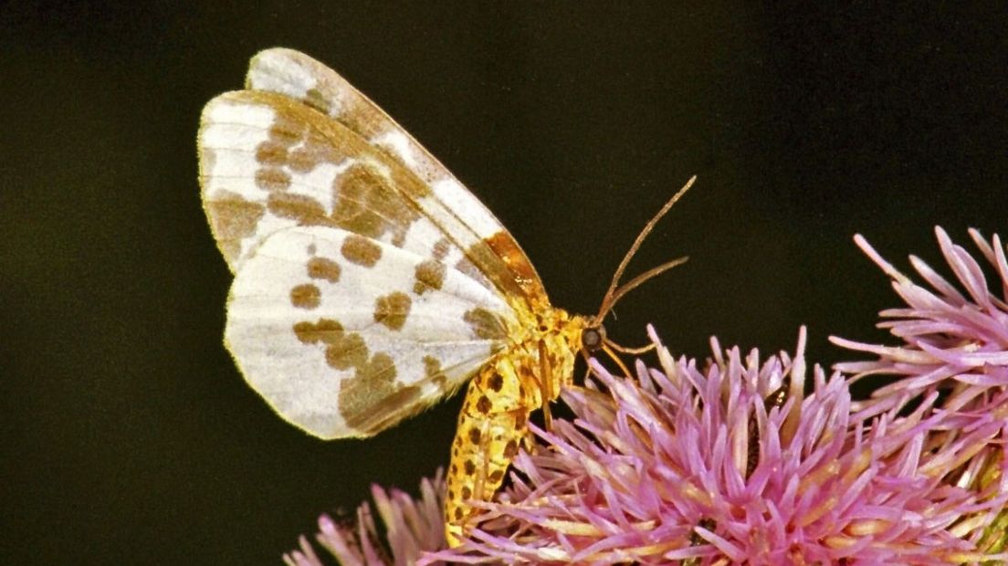 De porceleinvlinder is een nachtvlinder (Rechten: Free Nature Images/Vlinderstichting Ab H. Baas)