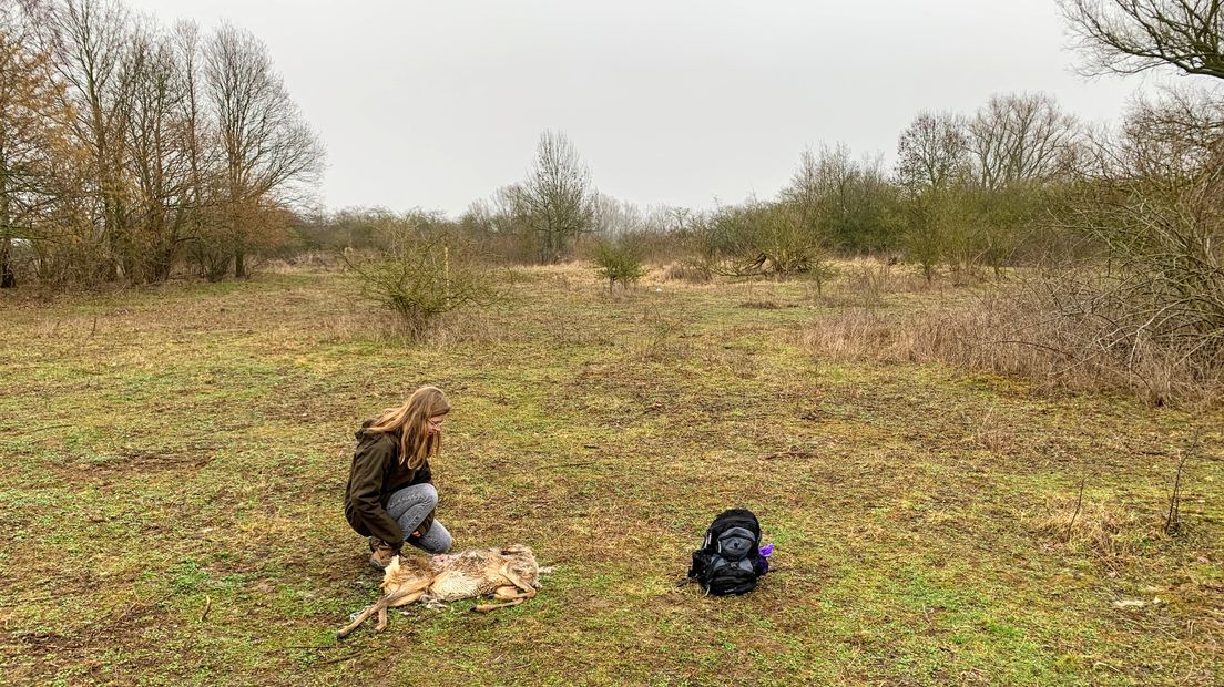 Twee vossen, een handvol vogels en nieuwsgierige konikpaarden verschenen afgelopen maand voor de KadaverCam van natuurplatform BuitenGewoon. Op het eerste gezicht hebben prooidieren niet of nauwelijks van de in het verkeer verongelukte ree gegeten. Als je dichterbij kijkt, zie je dat het dode dier inmiddels vol leven zit.