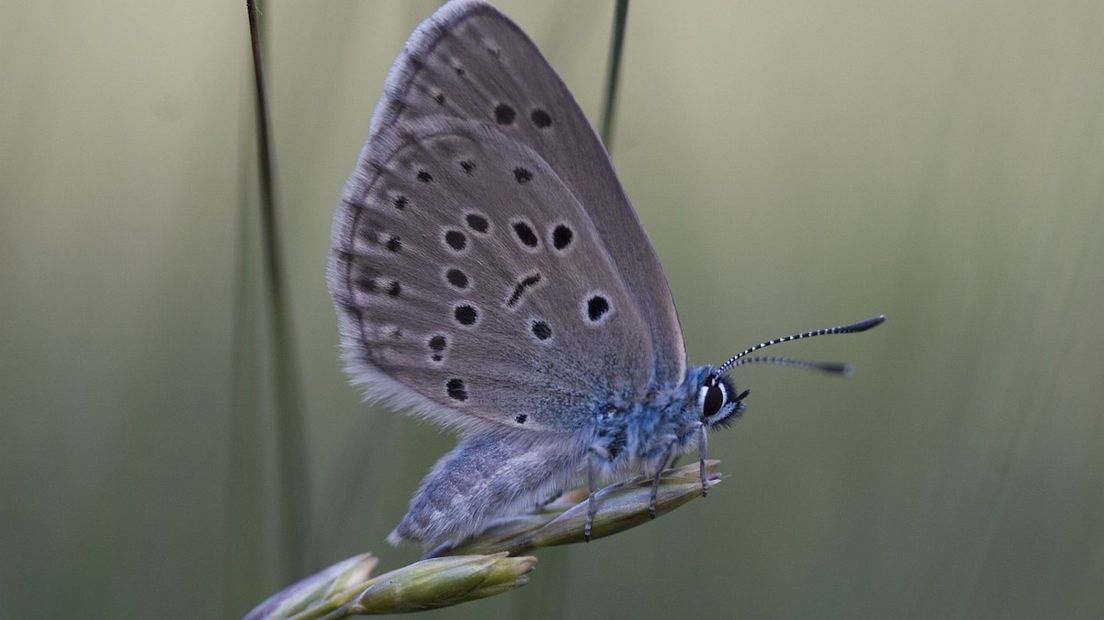 Het gentiaanblauwtje heeft een bijzondere 'vriendschap'