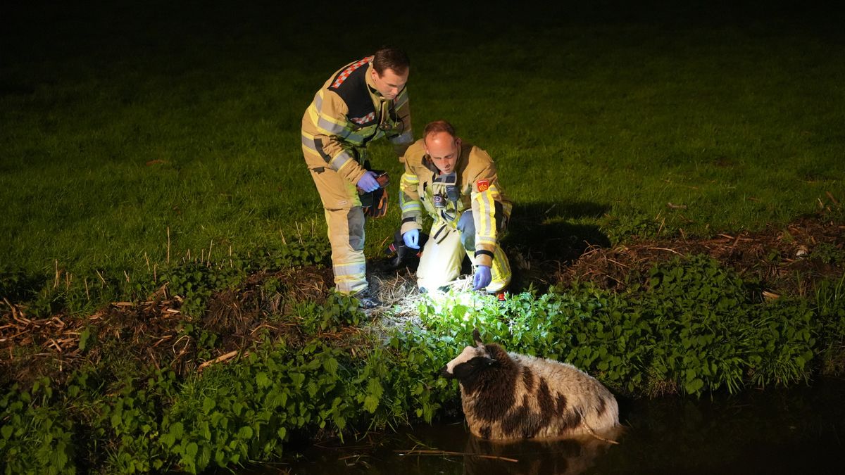 Schaap uit sloot gehaald in Bunschoten