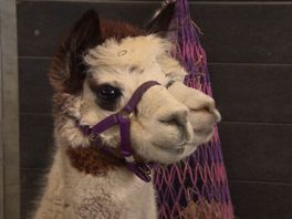 Alpaca's Kwint en Cato