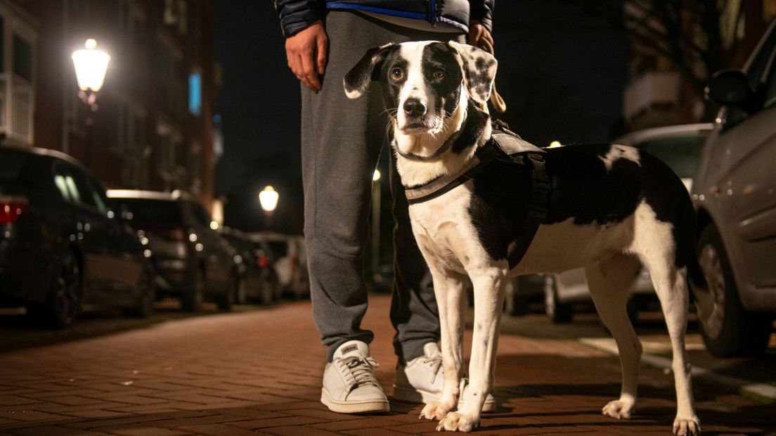 Je mag in je eentje gewoon de hond (aangelijnd) uitlaten tijdens de avondklok, je hebt geen verklaring nodig hiervoor