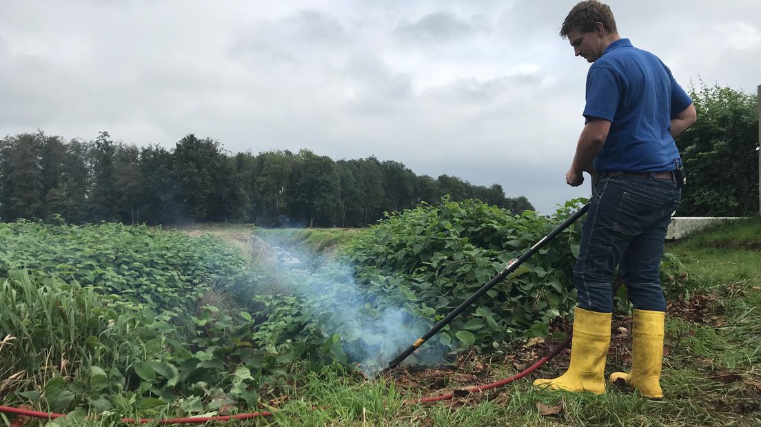 De duizendknoop wordt 'uitgekookt' (Rechten: Josien Feitsma)