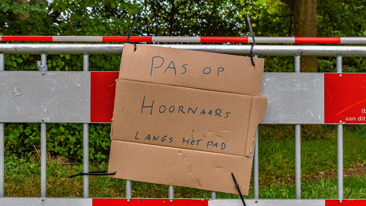 112-nieuws: Losloopgebied Corpus den Hoorn afgesloten om hoornaar