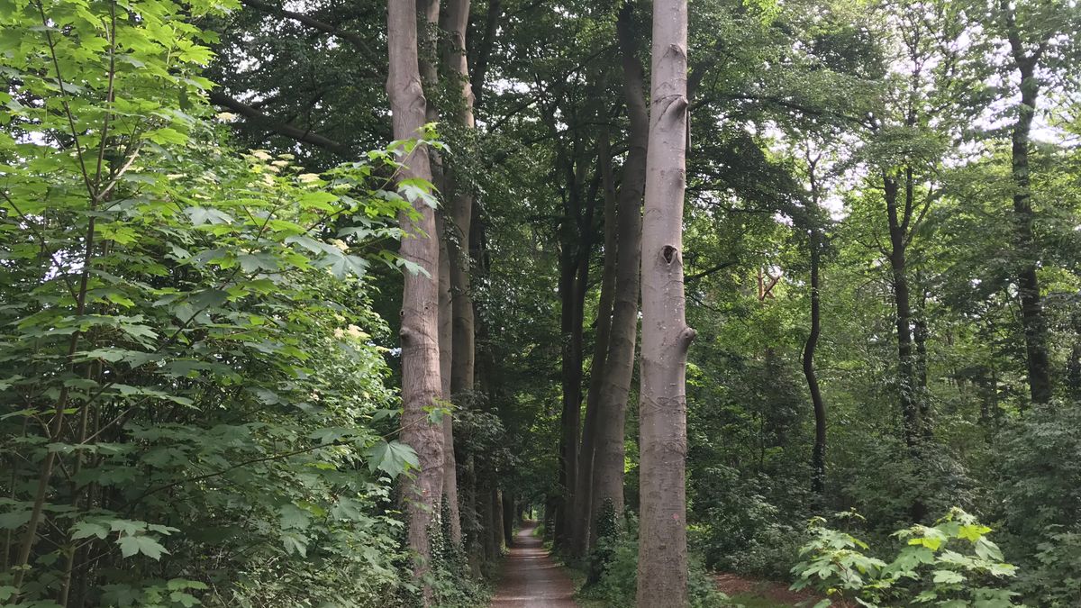 Crowdfundingsactie moet kap beukenlaan bij ingang Emmerdennen tegenhouden