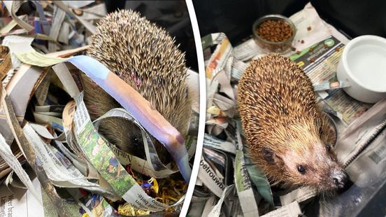 Topdrukte bij egelopvang leidt tot tekort oude kranten: 'Ze poepen heel veel'