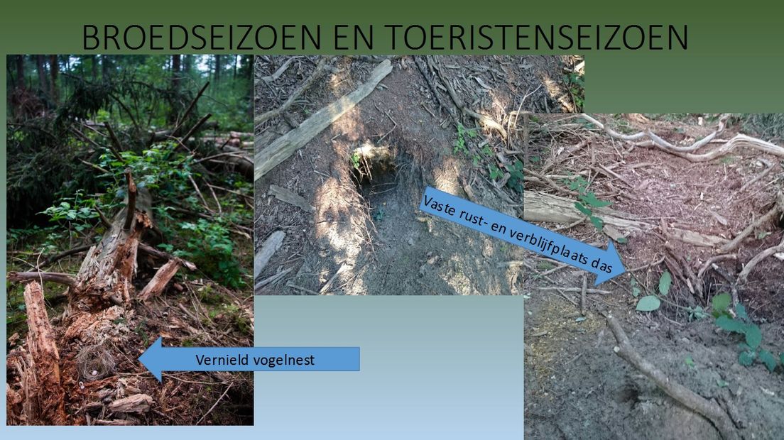 Een vernield nest en een vernielde dassenburcht in het Sterrebos (Rechten: actiegroep Ja natuurlijk Westerveld)