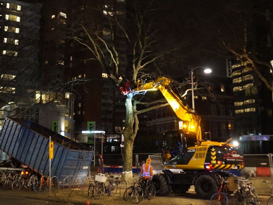 De bomen werden begin 2018 gekapt