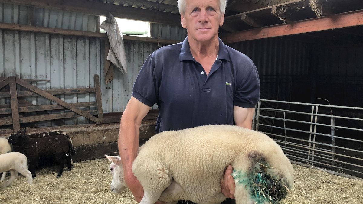 Schapenhouder uit Lierderholthuis houdt zijn hart vast