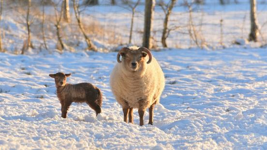 Lammetje in de sneeuw • strooidiensten weer op pad
