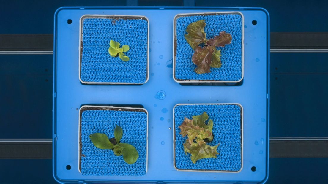De planten in het lab