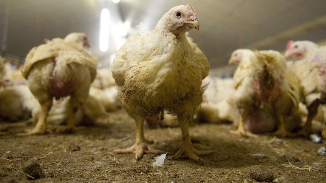 De pluimveehouder heeft 119.500 vleeskuikens in drie stallen