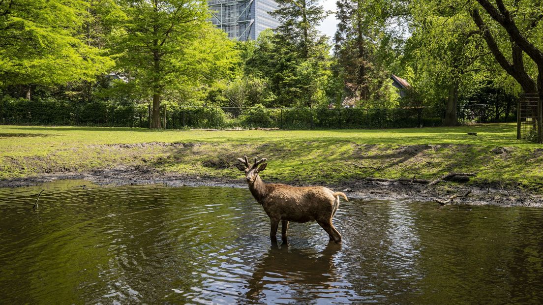Een edelhert op de Koekamp