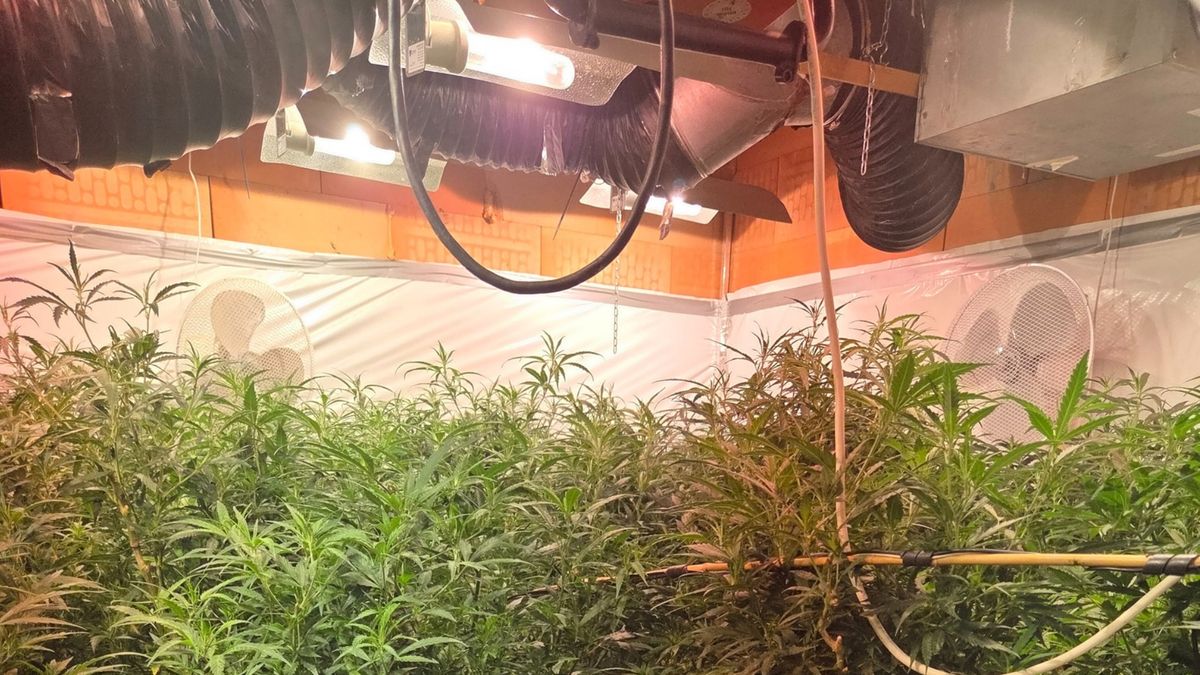 Duizenden planten en stekjes in hennepkwekerij Wessem