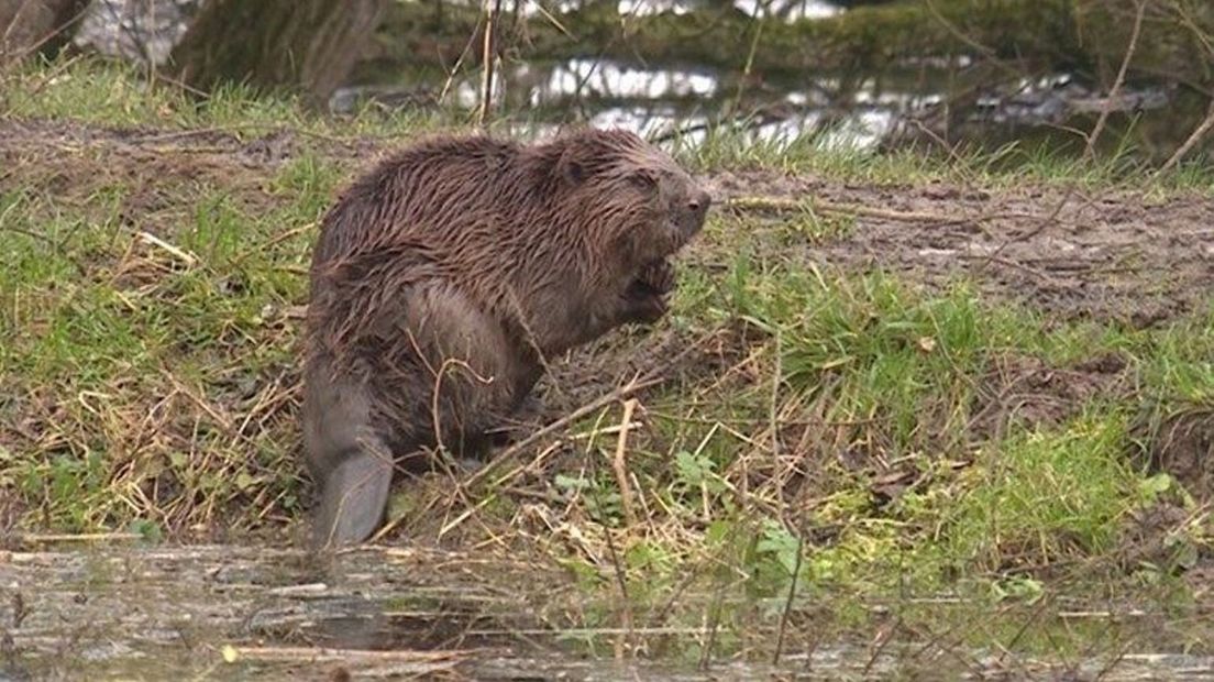 De bever kan een gevaar zijn bij hoogwater.