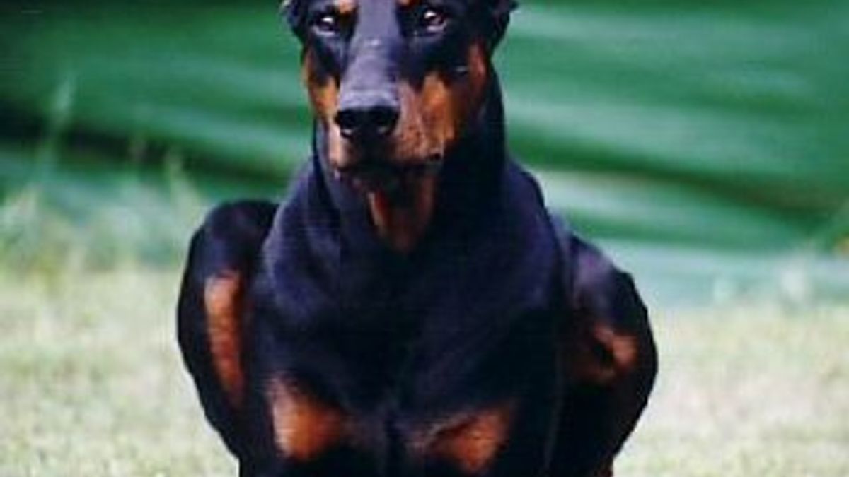 Dobermann gaat mogelijk verhuizen