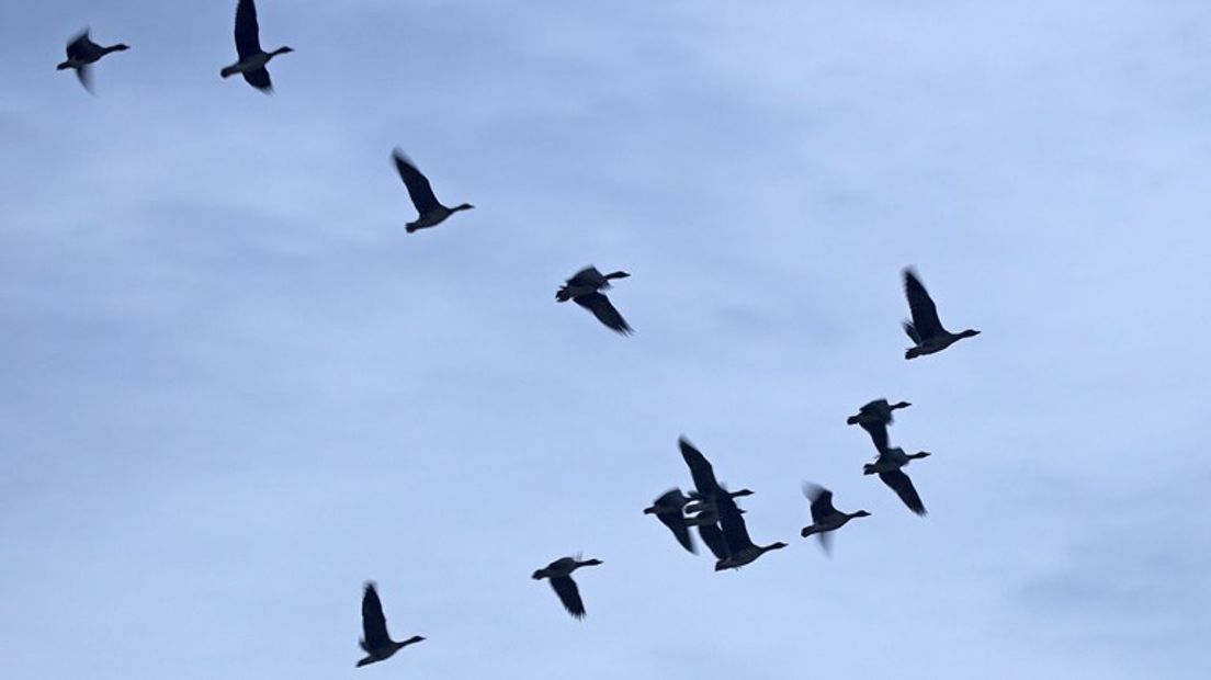 Het aantal ganzen dat in Gelderland overwintert neemt af. Dat meldt Sovon Vogelonderzoek Nederland in Nijmegen na tellingen. De afgelopen decennia groeiden de winterpopulaties nog naar een piek van 2,3 miljoen ganzen. Maar de afgelopen drie winters laten juist steeds meer ganzen Gelderland links liggen. Di trend tekent zich ook af in de rest van Nederland.