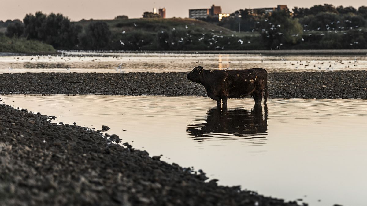 Runderen en paarden houden zich niet aan Nederlands-Belgische grens