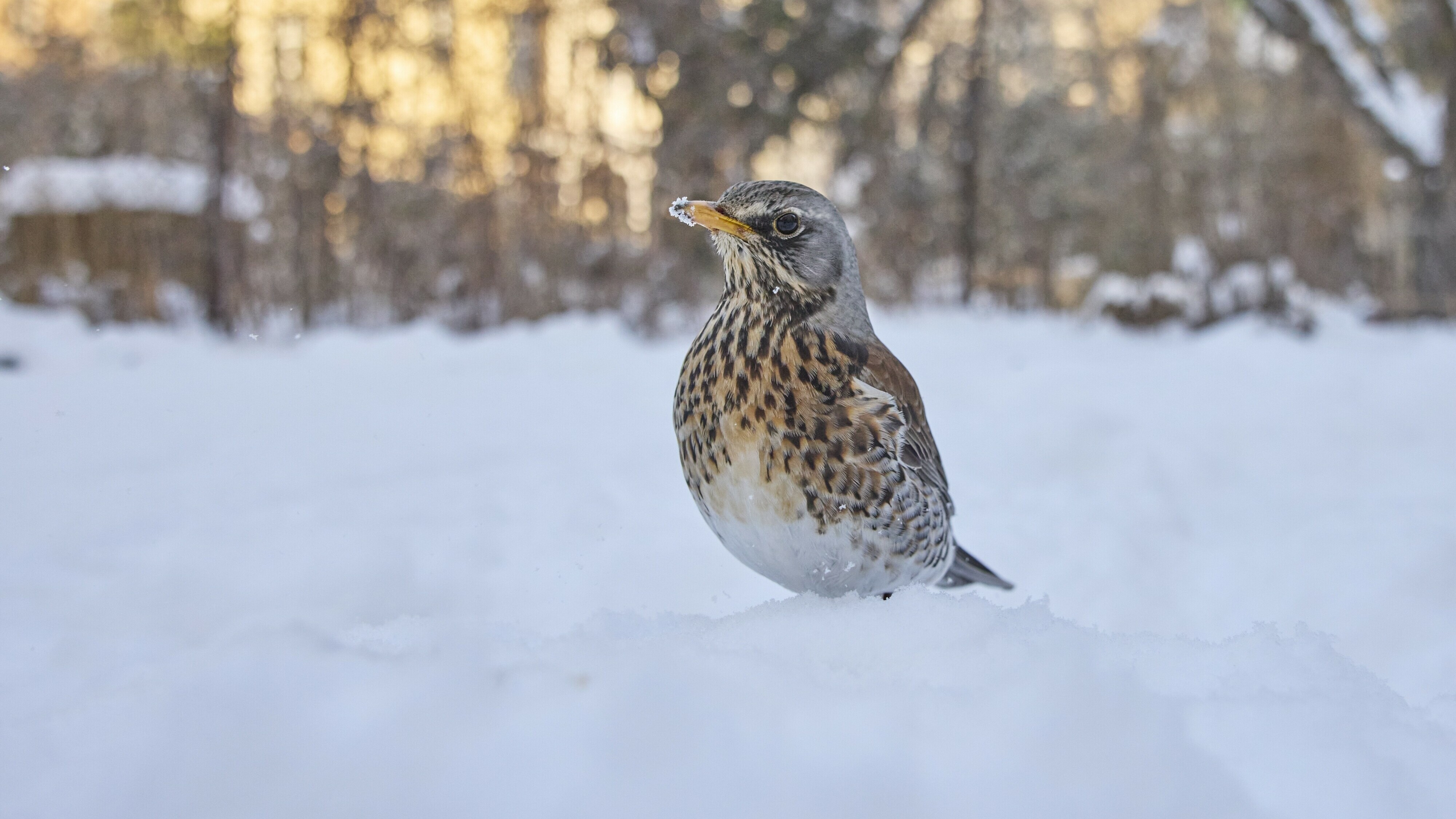 Boukje doet jaarlijks mee aan de vogeltelling: 'Ze komen helemaal uit Scandinavië'