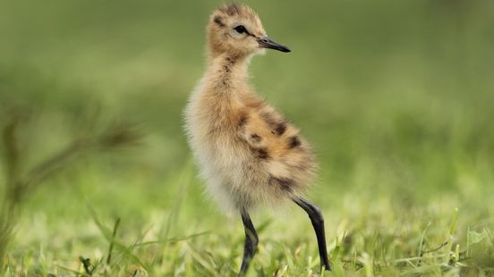 Grutto-eieren uitgebroed in Avifauna om nationale vogel te redden Nieuws