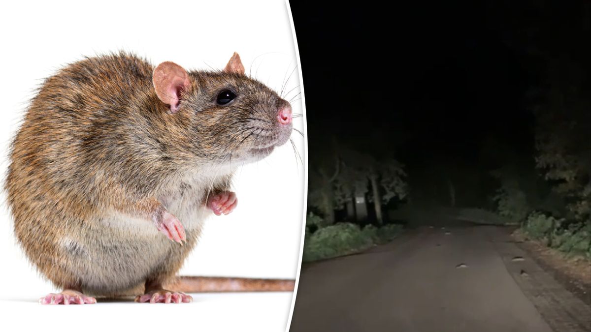 VIDEO | Ratten, ratten, ratten overal: vrouwen huiveren bij de aanblik