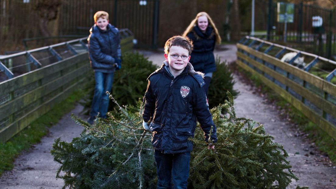 Kinderen met ingezamelde kerstbomen