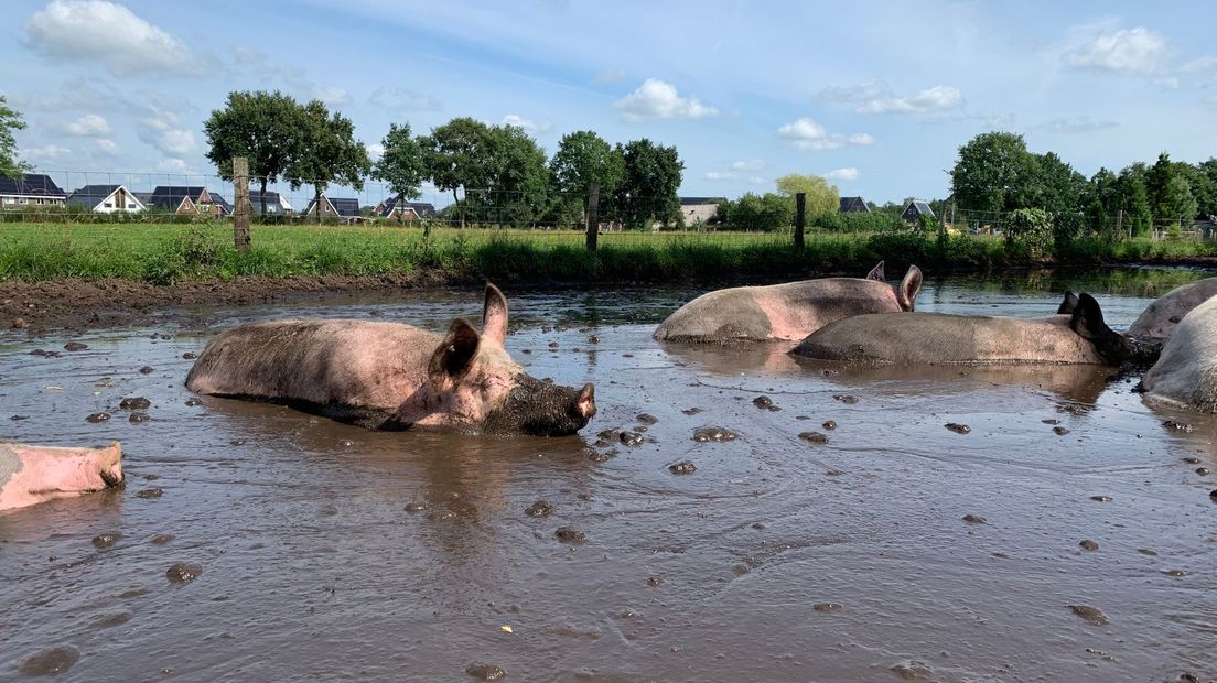 De varkens hebben goed geholpen met de aanleg van de modderpoel