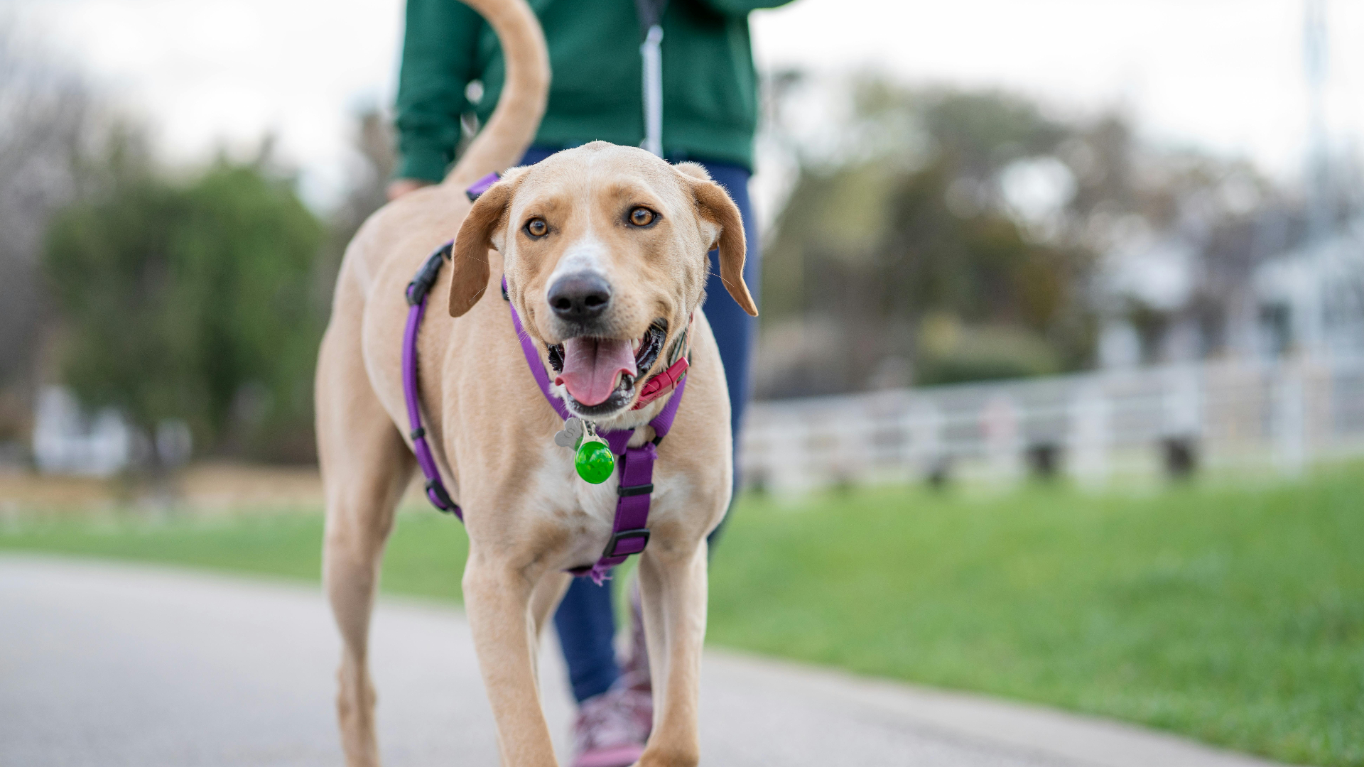 Swipen op ras, karakter en leeftijd: met deze website kun je tinderen voor je hond
