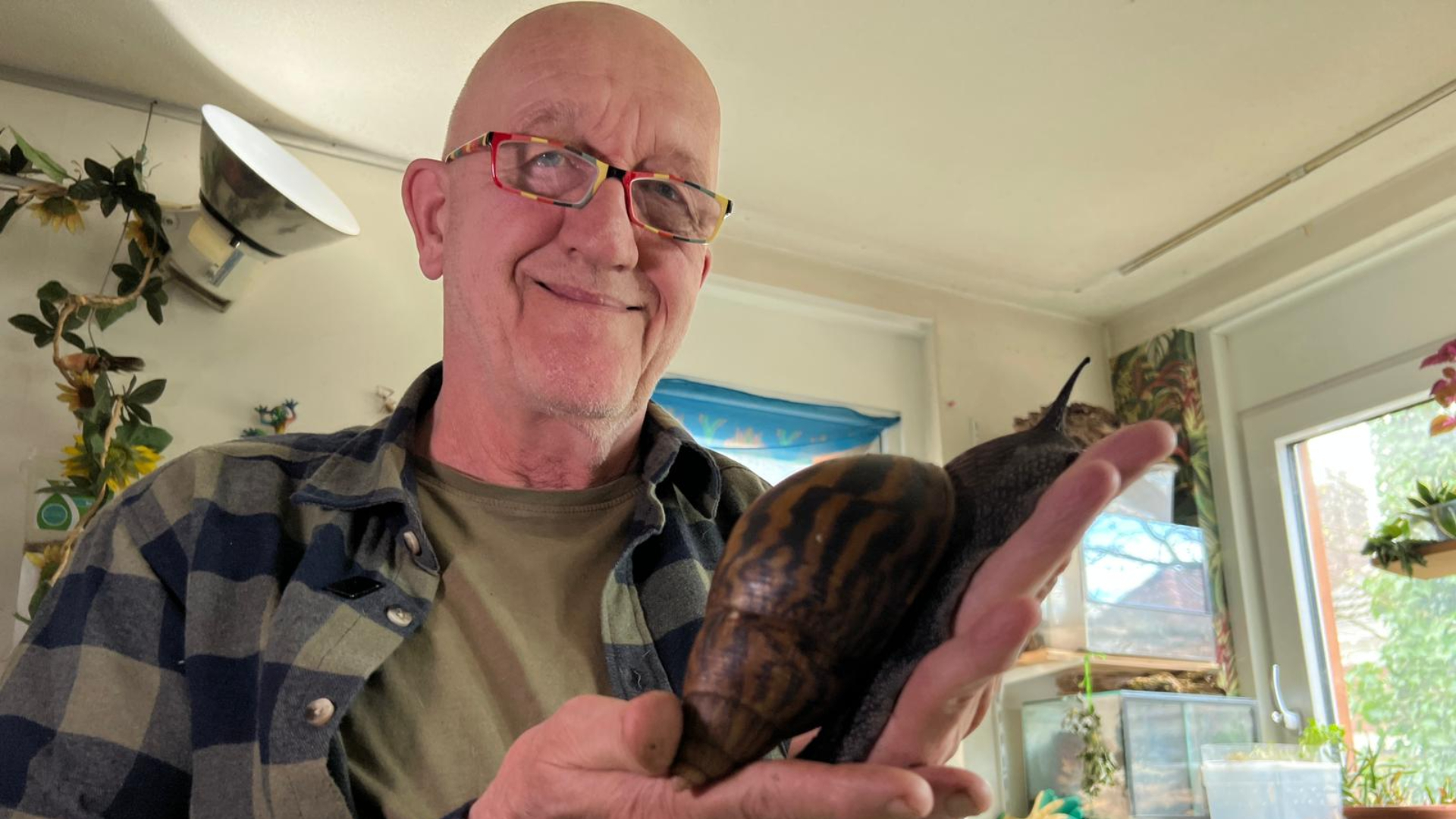 Dick 'de Slakkenman' Jacobs heeft honderden slakken in zijn huis.