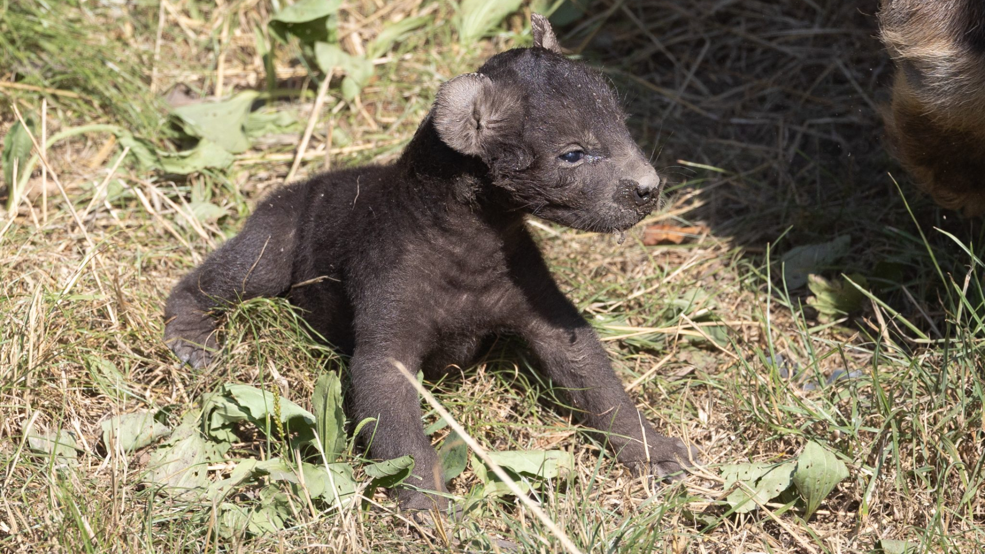 De pasgeboren hyena heeft nog geen naam, want het geslacht moet nog duidelijk worden uit dna-onderzoek.
