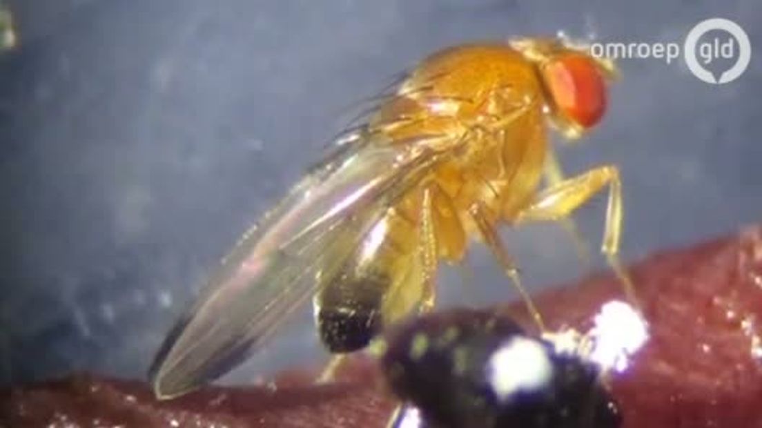 Onderzoekers Wageningen vinden middel tegen terroriserende Suzuki-fruitvlieg