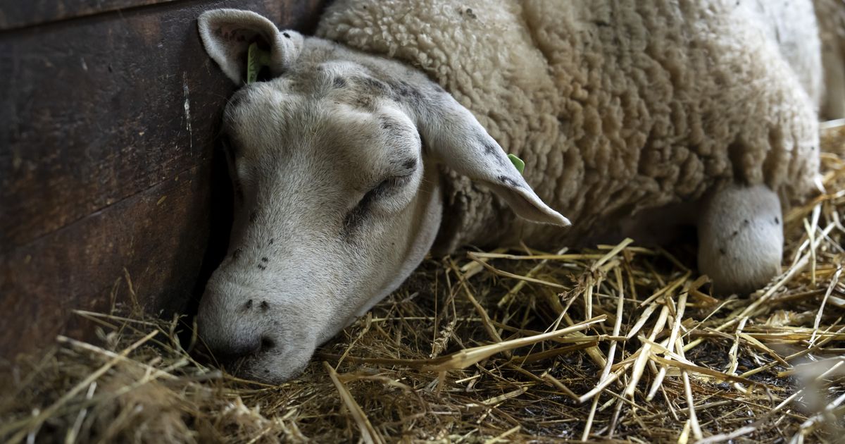 The variety of infections with the blue tongue is rising: seven infections in Drenthe