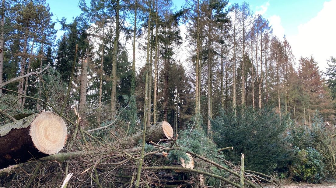 Op de begraafplaats in Emmen worden de komende tijd 400 à 500 bomen gekapt