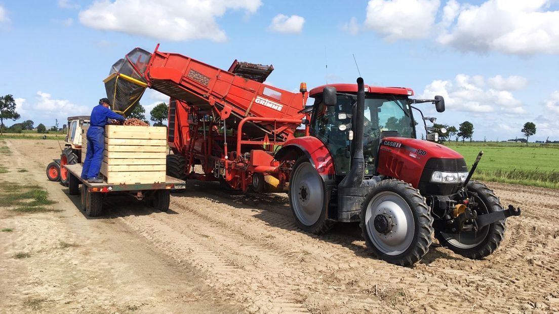 Een aardappelkweker in Oldehove aan het werk