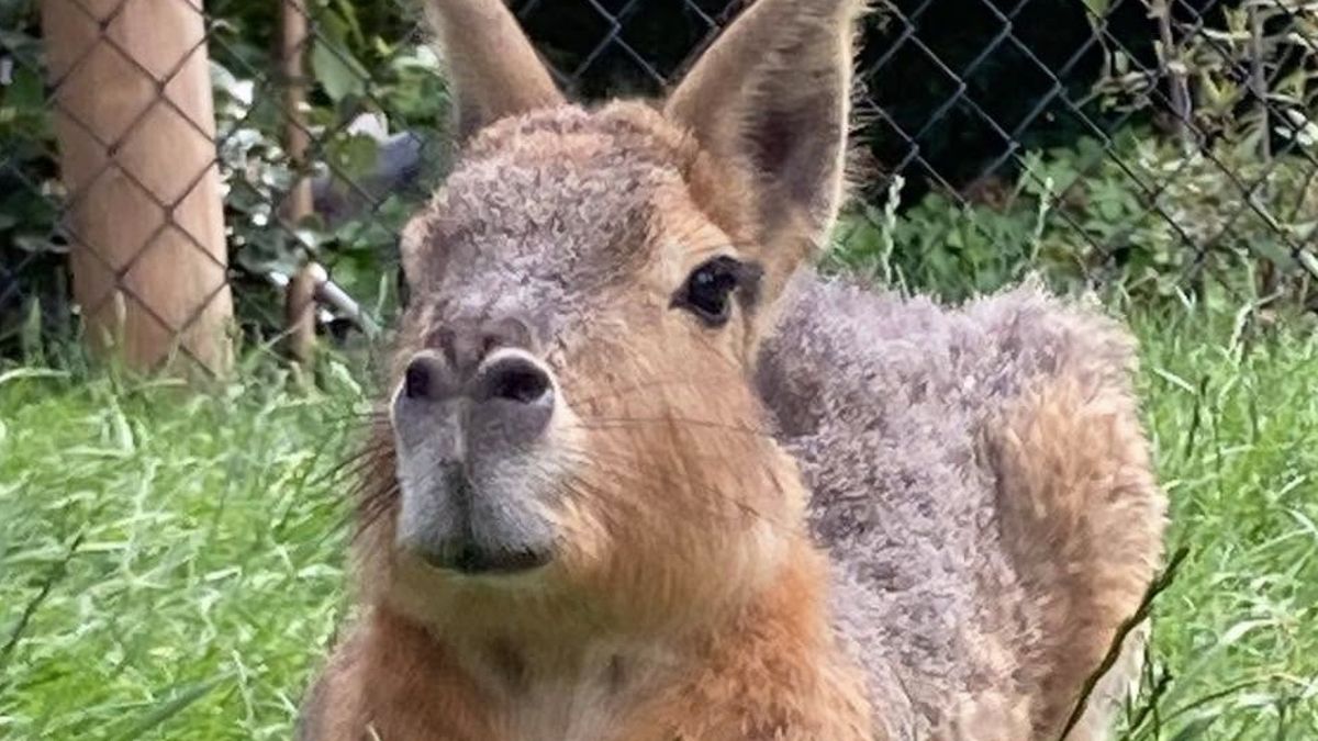 Drie mara's ontsnapt uit Avifauna, één dier nog niet teruggevonden