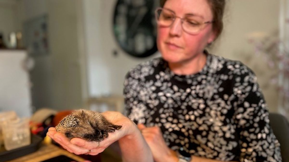 Egelopvang Enschede zoekt gastouders voor egeltjes