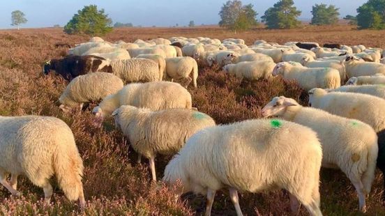 Foto: Tijdelijke oplossing in zicht voor bedreigde schaapskudde