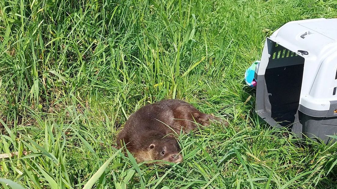 De otter die vorige week werd aangereden in de omgeving van Genemuiden is weer uitgezet.