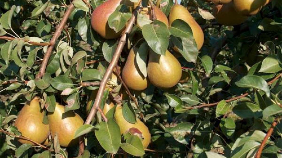 Opleiding voor Poolse fruittelers
