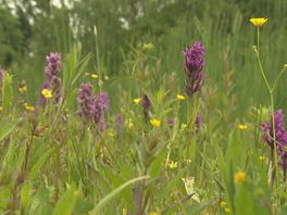 Eerste orchideeën in bloei: 'Belangrijke richtingaangever voor onze natuur'