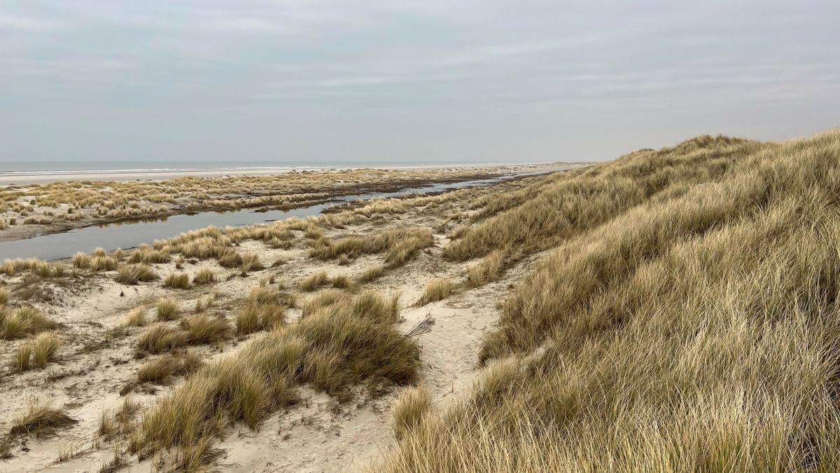 Kilometers aan zoet water op Noordzeestrand van Terschelling