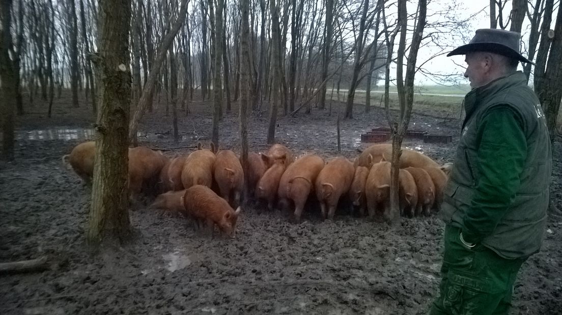 De varkens in het voedselbos (Rechten: Frits Emmelkamp)