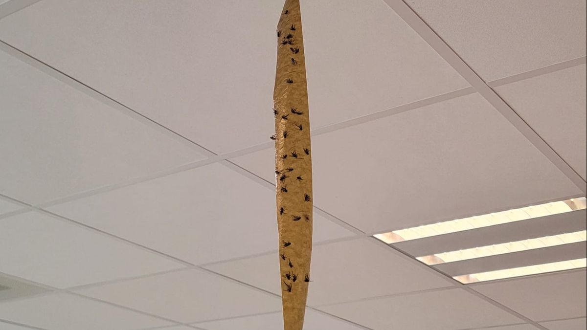 Vliegenoverlast in Midden-Limburg: onderzoek wordt verschillend aangevlogen