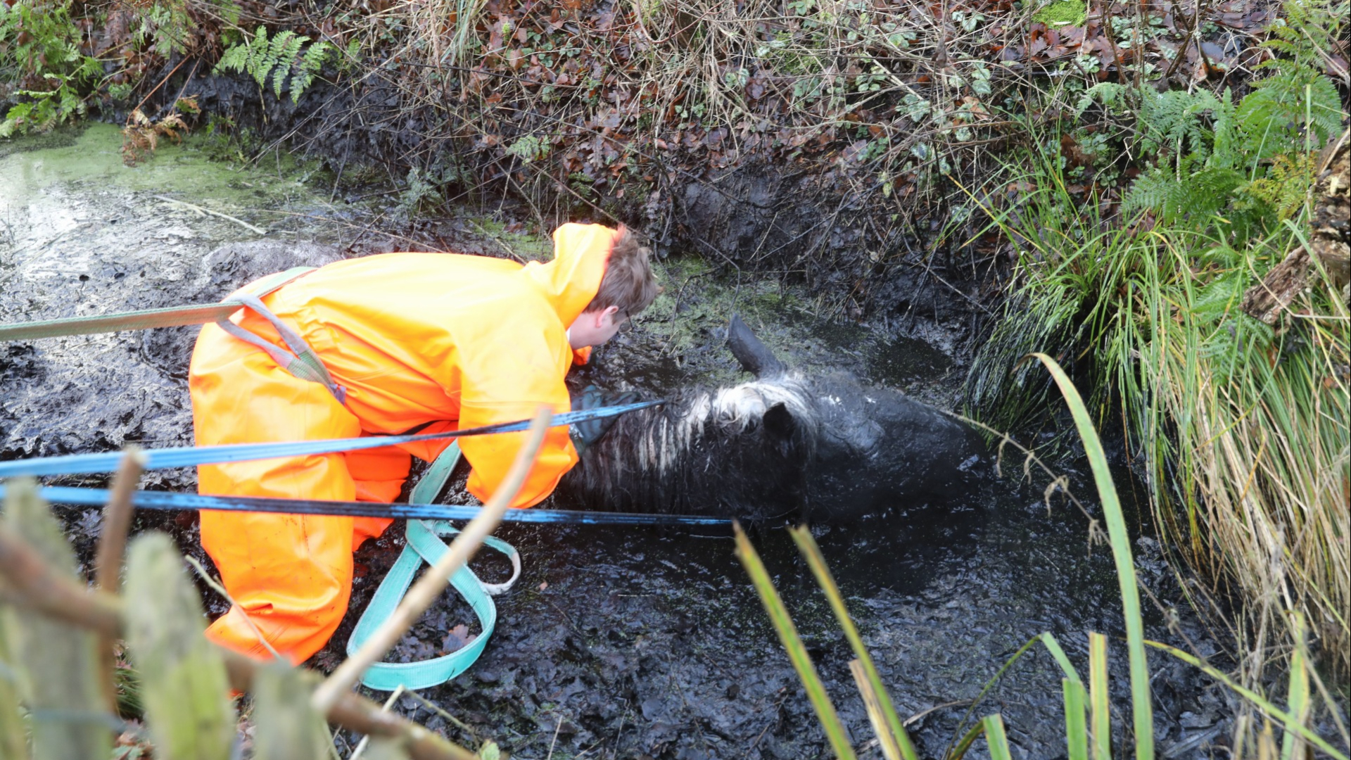 Paard Darson valt in sloot: 'Met benen flink vast in de modder'